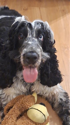 melhor amigo #petsfofinhos #video #shorts #trend #trending #youtubeshorts #shorts #youtube #dog #my