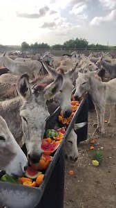 A big THANK YOU from our Donkeys too Van den Tweel for the year around old fruits and vegetables .They make the donkeys happy! | Donkey Sanctuary Bonaire