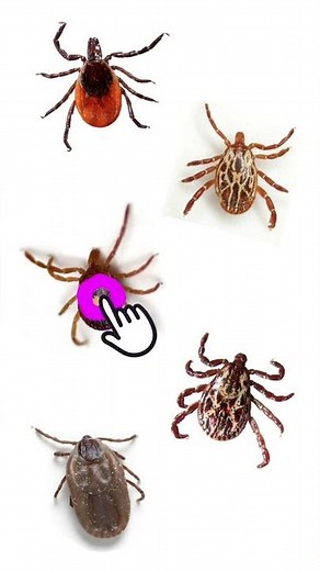 5 Different Types Of Ticks | Dangerous Ticks #ticks #tickspecies