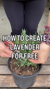 Useful lavender content , how to space your plants , how to grow and propagate it is in my new book, The Money-Saving Garden Year. Link is in my bio. WHEN TO DO IT🧚🏻 Summer and springLavender cuttings are very easy to propagate in summer and spring and will root within 3-4 weeks. I usually grow them for few extra weeks before transplanting to their individual pots.PS. I grew all our lavender from cuttings and it didn’t take that long for the hedges to mature and look great. Propagation has bee