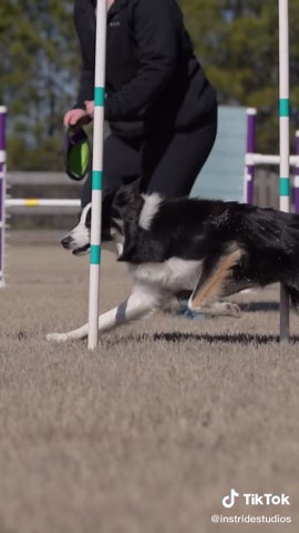 Agility Training Success with Border Collies