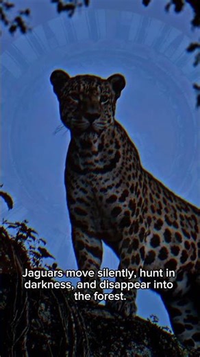 Why Jaguars Were Sacred in Mesoamerica