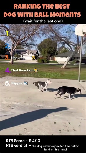 Ranking The Best Dog With Ball Moments🐶🐶(Part 2)