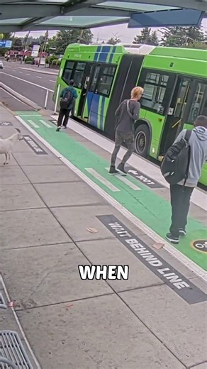These two goats did something extremely strange.!! 🐐🚌