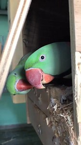 2.7K views · 148 reactions | Beautiful Alexandrine Parakeet Breeding Progress  | Pets Kr | Facebook