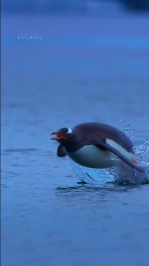 Speed isn’t just impressive, it’s essential! #SecretsofthePenguins