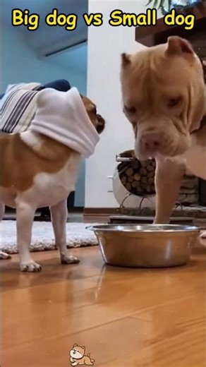 Small dogs VS Big dogs#ranking #animals #funny #core #Meme #cute #cap #edit #dogs