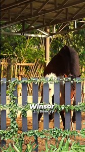 11K reactions · 29 shares | Winsor In Memory Part2 M Bolak Balik Stabke #Kudapacu #Horse #Meta #Fbpro #animals #wrestling #Anime #Fyp #event #Sorotan | Irwan Irwan | Facebook