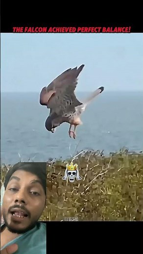 🦅 Falcon Masters Balance on a Tiny Branch… Then Hovers Like a Drone! 😱🔥 #Shorts