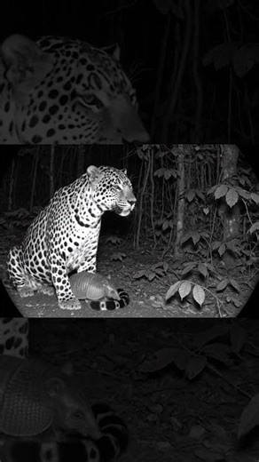 “Jaguar Protects a Tiny Armadillo… Unbelievable Moment!” AI moment