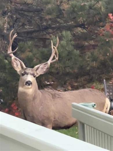 Living Wild in Colorado: Nature's Surprises