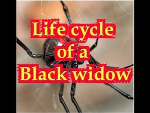 Life Cycle of a Spider Printable Lesson