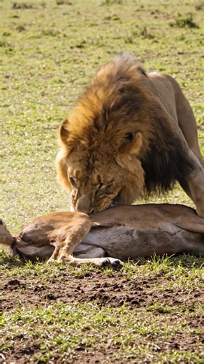 Angry lion 🦁😠🦁 attacks on deer's and kill it...#afidi #entertainment #share