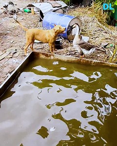 2.1M views · 159K reactions | Nothing like two animal best friends having some play time fun in the water!! | D.L. Hughley | Facebook