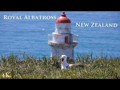 Royal Albatross Centre Tour November 2021 | Dunedin Otago New Zealand | New Zealand Walking Tour 4K