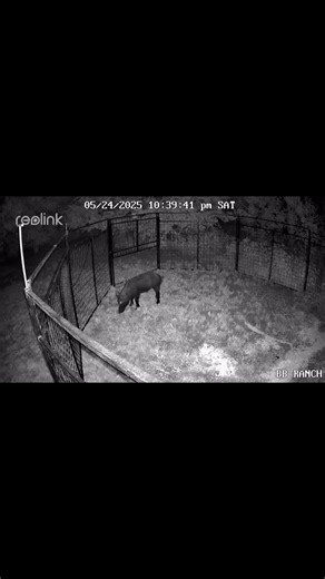 💥 Need a BIG trap that can handle the brute force of ANY hog? 🐗💪 Look no further — our traps are built tougher than the pigs you put in them! 🔒🔥 📞 Call today and get the best hog traps on the market — proven strong, proven reliable. 👉 HogBrothers.com | 817-917-6665 #HogBrothers #HogTraps #BuiltTough #FarmLife #TexasStrong #StopTheHogs #RanchLife | Hog Brothers