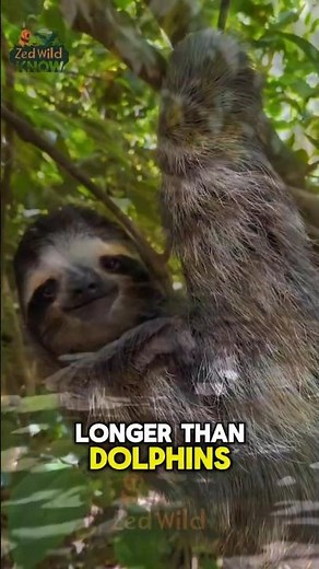 Cute & Lazy Sloth Moments 😍 | Sloth Animal Facts #Shorts