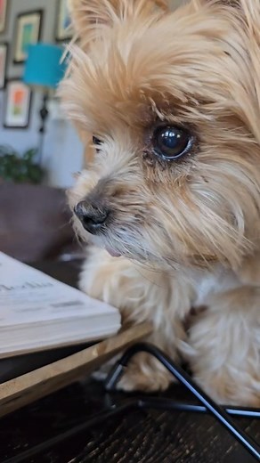 Abby Jimenez | Oh Tess 😂 #pudelpointer @tessie_gurl | Instagram