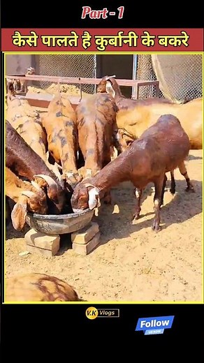 How are heavy weight sacrificial goats raised 💰💰 Farmer's heavyweight sacrificial goats #goatfarm...