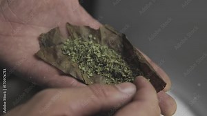 twisting a blunt with marijuana weed a in hand close-up . Men's hands twist blunt for smoking weed