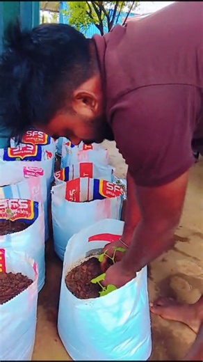 Planting Snake Gourd Seedlings 🌿 | Simple Home Gardening