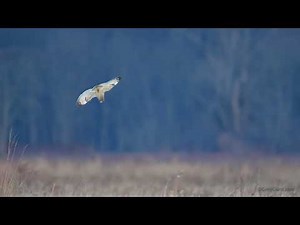 Short-eared Owl flying