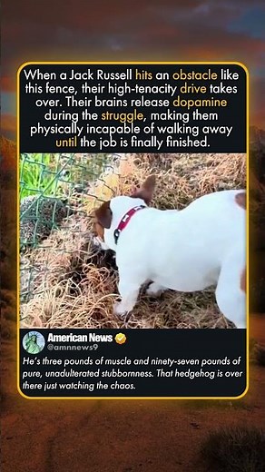 WHY TERRIERS ARE SO STUBBORN