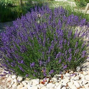 Lavandula angustifolia - Alchetron, The Free Social Encyclopedia