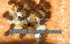 sp.叉唇蚁(Calyptomyrmex sp.)