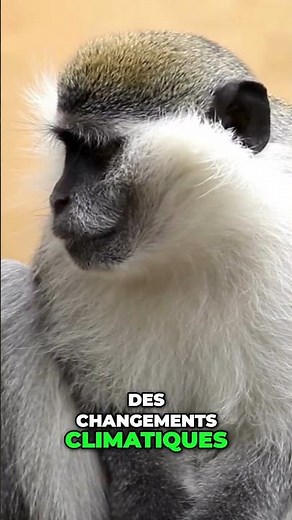 Singes: Évolution, Biodiversité & Menaces | Documentaire #Singes #Évolution #Biodiversité