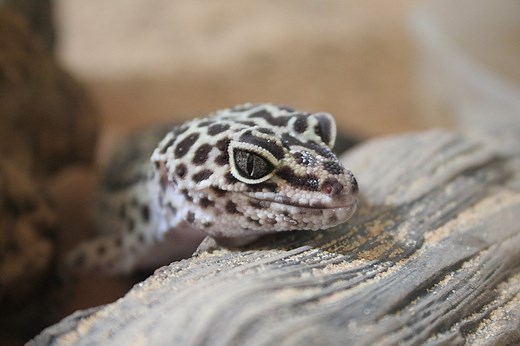 What animals can live with a leopard gecko? - Daily With Pets