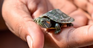 How to Care for a Baby Red-Eared Slider