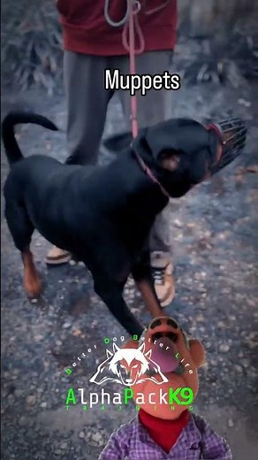 Aggressive Rotterman... a dog the FF brigade would not know what to do with...