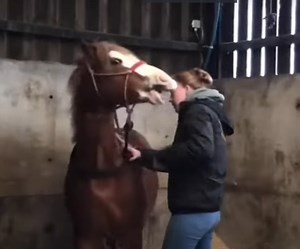 778K views · 18K reactions | Uncontrollable little stallion bites everybody! Highlights of a very difficult call out.. Both owner and this little stallion need help and quickly! He has become unmanageable and increasingly dangerous, before someone gets hurt Steve tries to change this situation between them https://steve-young-horsemanship.myshopify.com/ | Steve Young horsemanship | Facebook