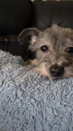 Adopt Matilda a 10yr old , spayed, female little girl that was found abandoned in an apartment for 6 months and deserves her happy ending! Apply online at www.christinasanimalsafehaven.com 516-644-7759 | Christina's Animal Safe Haven Inc.