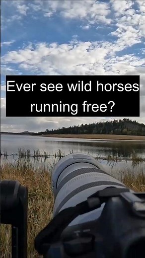 Wild Horses Running Free: A Pure Arizona Moment 🌵