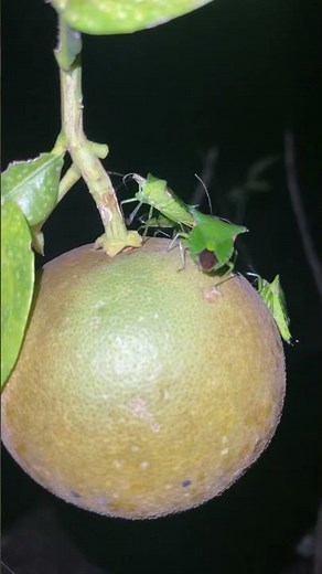 Horrifying swarm of stink bugs