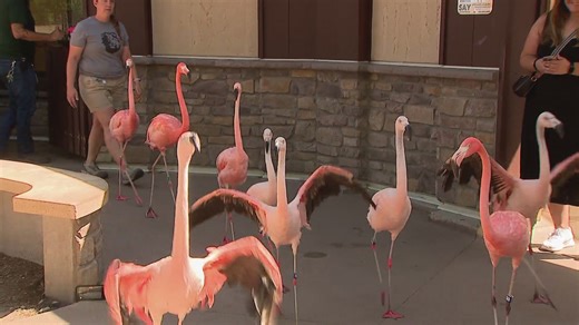 Denver Zoo conservationists tracking flamingo population in Peru