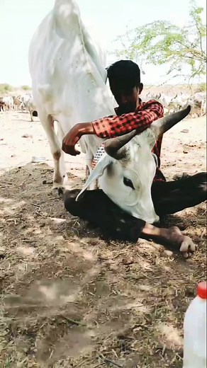 Sultan Mathda47 on TikTok