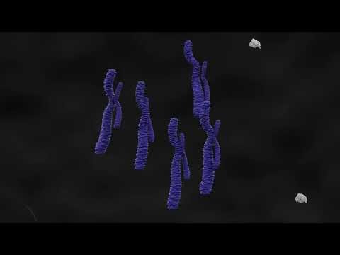 Antineoplastic Drugs for Cancer: Cell Cycle Overview