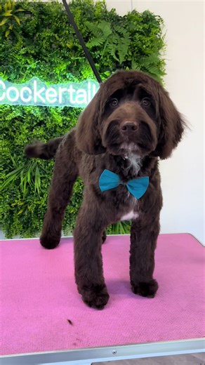 Bertie🩵 #doggrooming #doggroomer #cockapoo #puppies #fyp