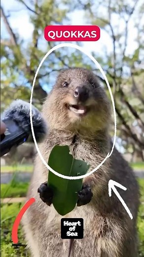 Quokkas: The Happiest Animals on Earth