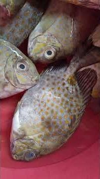 Fresh Catch Rabbitfish #reeflife #food #travel #fish #fishing #fishermanlifestyle #simplelifestyle