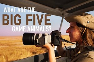 What are the "Big Five" Game Animals? | Ultimate Kilimanjaro