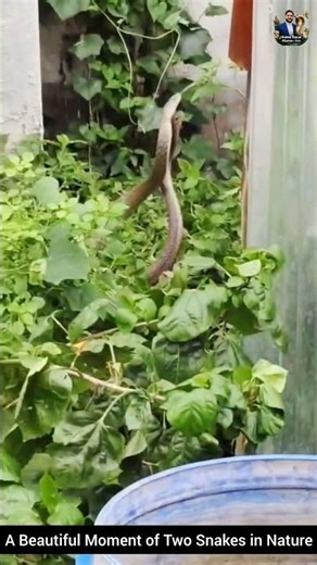 A Beautiful Moment of Two Snakes in Nature #snake #wildliferescue #wildlifeentertainment #wildlife
