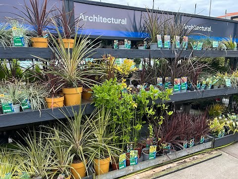 B&Q Garden Centre Tour & What's Looking Good in my Garden now!