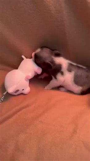 Piggy Paradise on TikTok