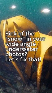 📸 Those little white spots ruining your underwater photos? That's backscatter — and it's almost always a strobe positioning problem, not a "dirty water" problem. You even get backscatter in the cleanest of water (these example photos were taken in super clean water)... 💡 Here's the thing many photographers miss: Your strobe light travels in a cone. If you light up the water between you and your subject, every particle reflects back into your lense. The fix? Position your strobe so only the edg