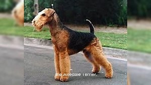 Airedale Terrier