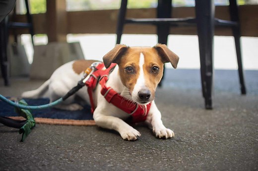 Dog Obedience Toronto - Start Anytime with When Hounds Fly